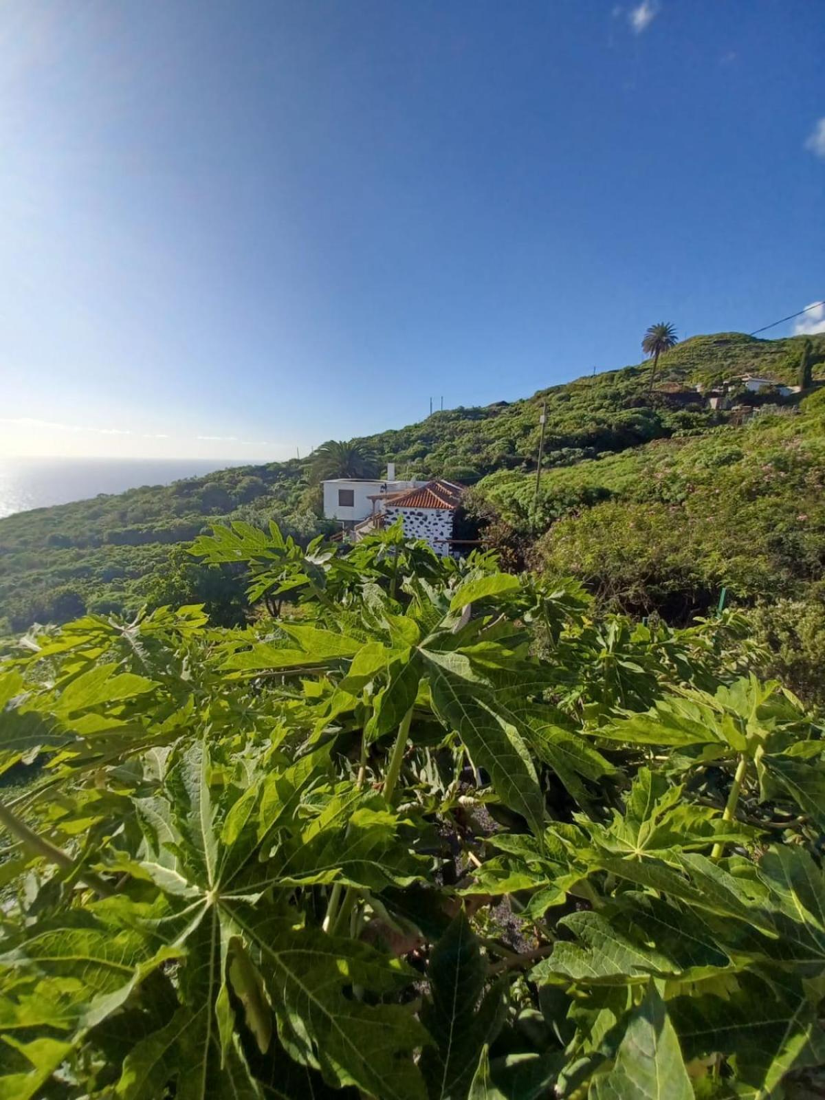 El Olivo De Mazo